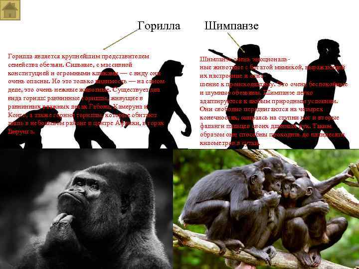 Шимпанзе отличается от человека. Горилла и шимпанзе. Опасная горилла. Горилла и человек. Эволюция гориллы в человека.
