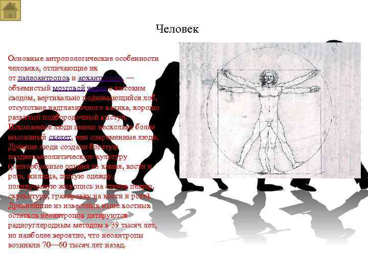 Человек Основные антропологические особенности человека, отличающие их от палеоантропов и архантропов, — объемистый мозговой