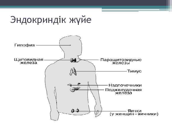 Эндокриндік жүйе 