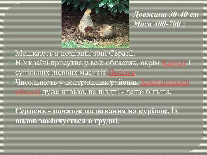 Довжина 30 -40 см Маса 400 -700 г Мешкають в помірній зоні Євразії. В