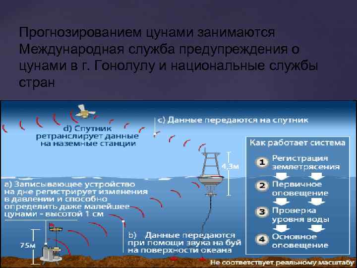 Прогнозированием цунами занимаются Международная служба предупреждения о цунами в г. Гонолулу и национальные службы