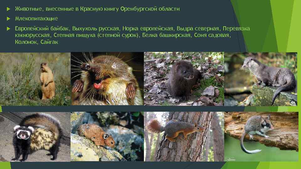  Животные, внесенные в Красную книгу Оренбургской области Млекопитающие Европейский байбак, Выхухоль русская, Норка