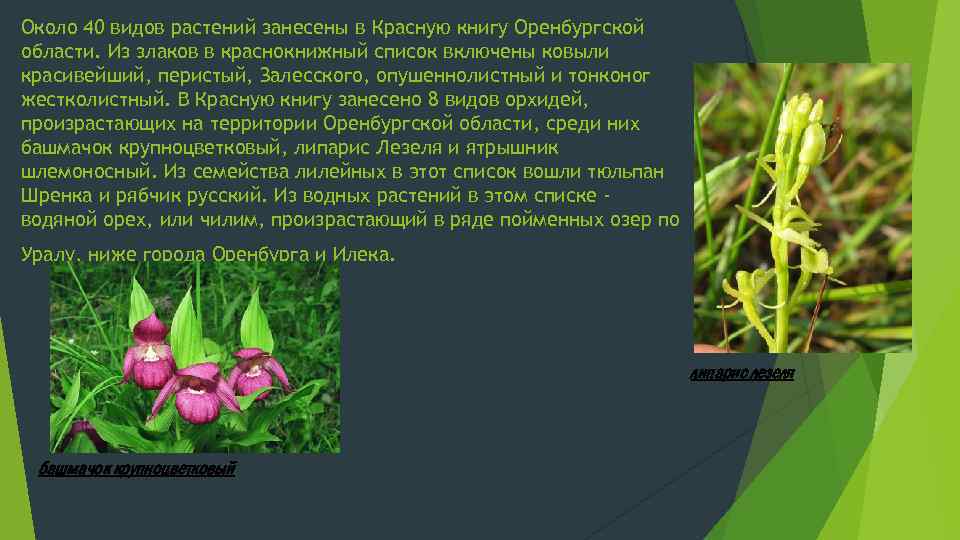 Около 40 видов растений занесены в Красную книгу Оренбургской области. Из злаков в краснокнижный