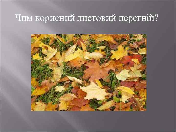 Чим корисний листовий перегній? 