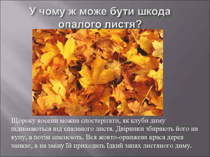 Щороку восени можна спостерігати, як клуби диму піднімаються від спаленого листя. Двірники збирають його