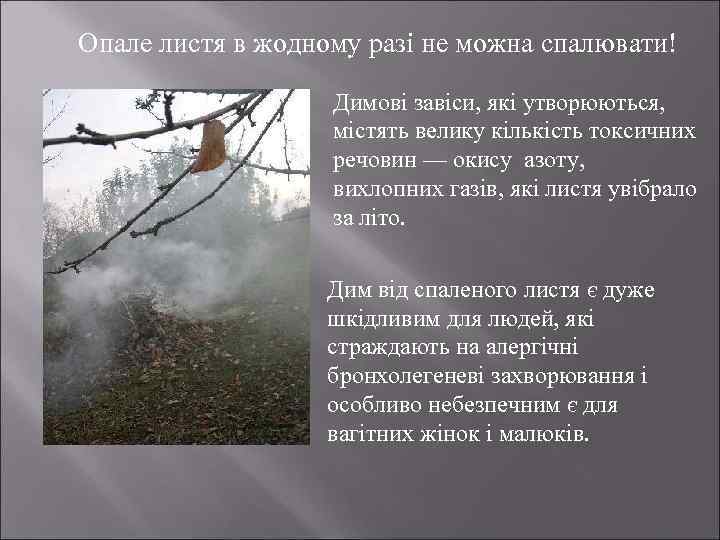  Опале листя в жодному разі не можна спалювати! Димові завіси, які утворюються, містять