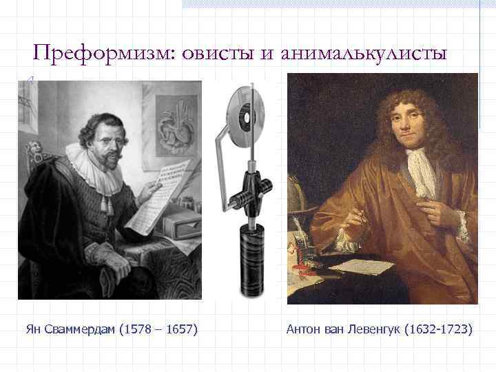 Преформизм: овисты и анималькулисты Ян Сваммердам (1578 – 1657) Антон ван Левенгук (1632 -1723)