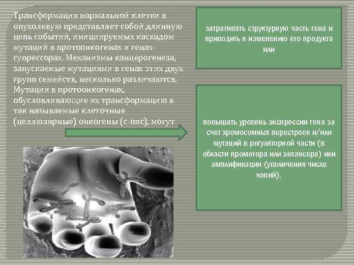 Трансформация нормальной клетки в опухолевую представляет собой длинную цепь событий, инициируемых каскадом мутаций в