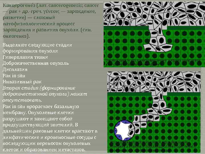 Канцерогене з (лат. cancerogenesis; cancer — рак + др. -греч. γένεσις — зарождение, развитие)