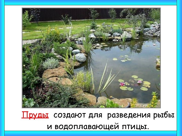 Пруды создают для разведения рыбы и водоплавающей птицы. 