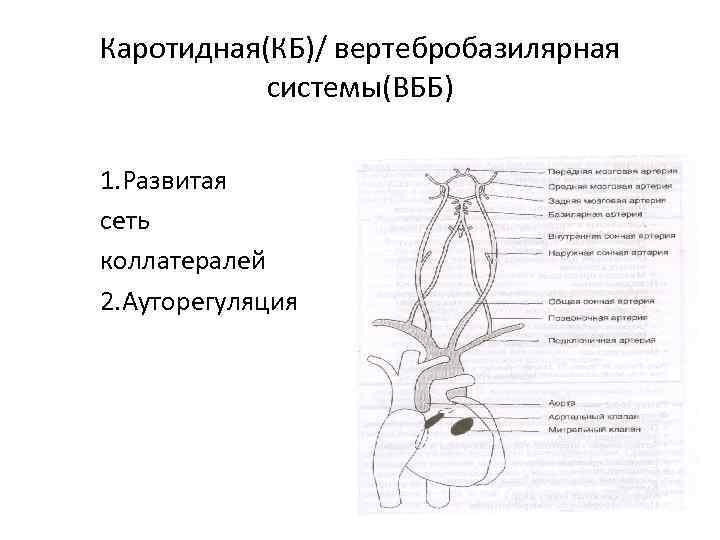 Каротидная(КБ)/ вертебробазилярная системы(ВББ) 1. Развитая сеть коллатералей 2. Ауторегуляция 