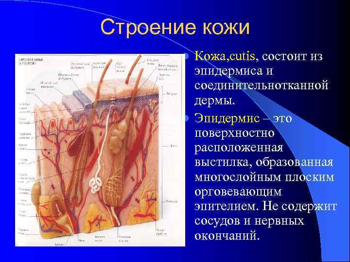 Строение кожи Кожа, cutis, состоит из эпидермиса и соединительнотканной дермы. l Эпидермис – это