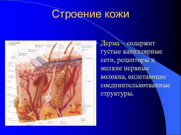 Строение кожи l Дерма – содержит густые капиллярные сети, рецепторы и мелкие нервные волокна,