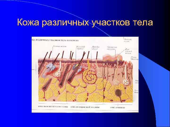 Кожа различных участков тела 