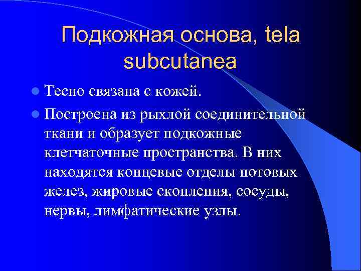 Подкожная основа, tela subcutanea l Тесно связана с кожей. l Построена из рыхлой соединительной