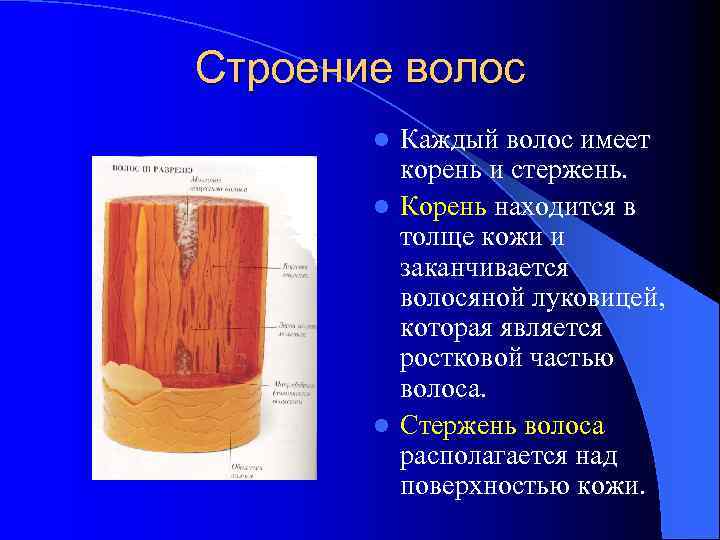 Строение волос Каждый волос имеет корень и стержень. l Корень находится в толще кожи