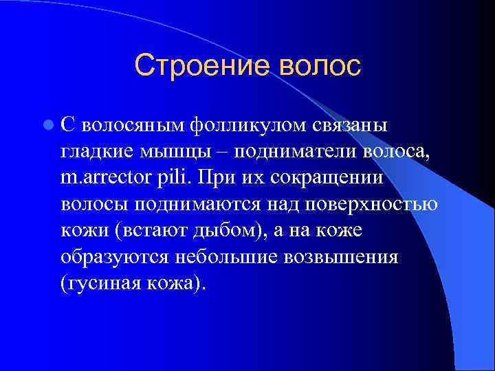 Строение волос l. С волосяным фолликулом связаны гладкие мышцы – подниматели волоса, m. arrector