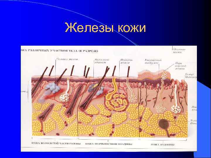 Железы кожи 