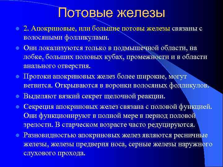 Потовые железы l l l 2. Апокриновые, или большие потовы железы связаны с волосяными