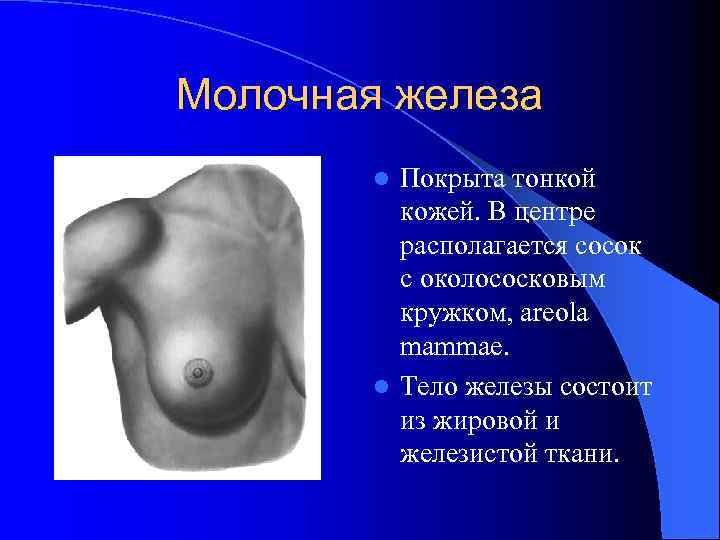 Молочная железа Покрыта тонкой кожей. В центре располагается сосок с околососковым кружком, areola mammae.