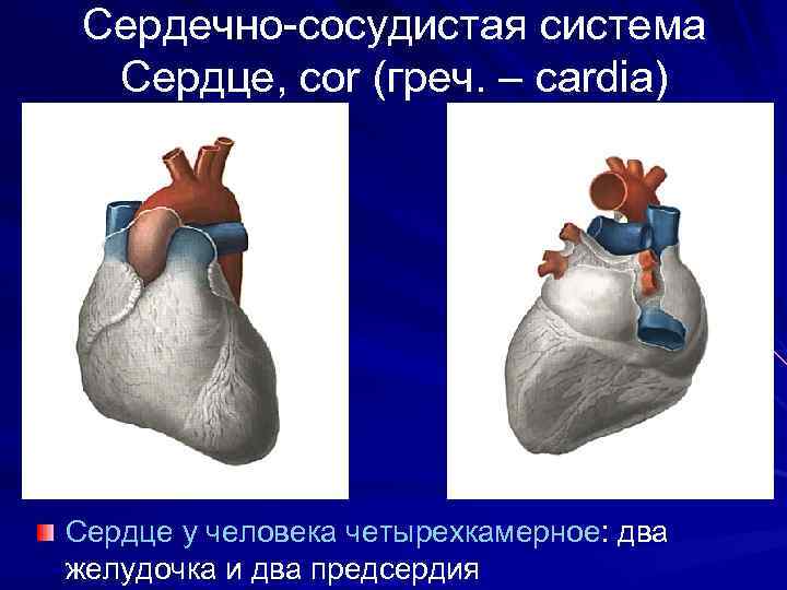Сердечно-сосудистая система Сердце, cor (греч. – cardia) Сердце у человека четырехкамерное: два желудочка и