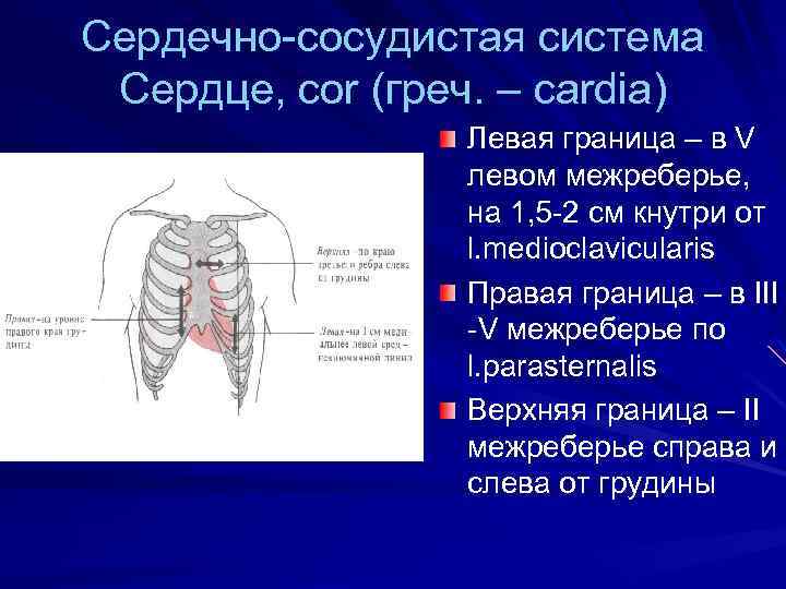 Сердечно-сосудистая система Сердце, cor (греч. – cardia) Левая граница – в V левом межреберье,