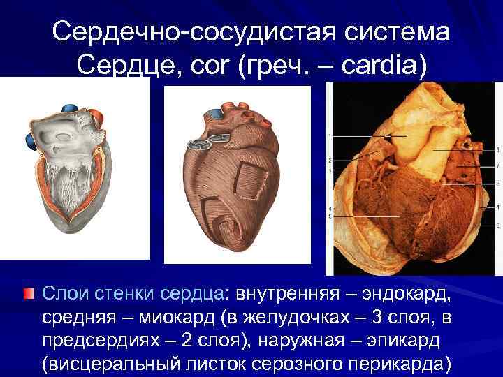 Сердечно-сосудистая система Сердце, cor (греч. – cardia) Слои стенки сердца: внутренняя – эндокард, средняя