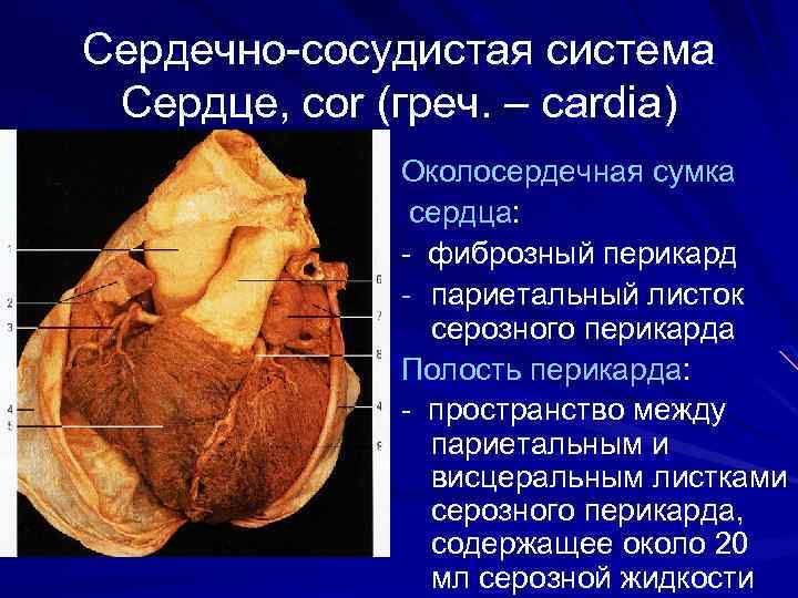 Сердечно-сосудистая система Сердце, cor (греч. – cardia) Околосердечная сумка сердца: - фиброзный перикард -