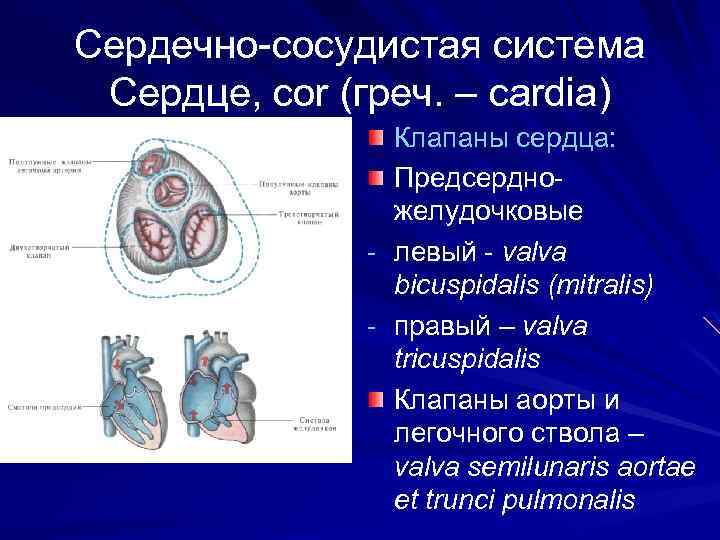 Сердечно-сосудистая система Сердце, cor (греч. – cardia) Клапаны сердца: Предсердножелудочковые - левый - valva