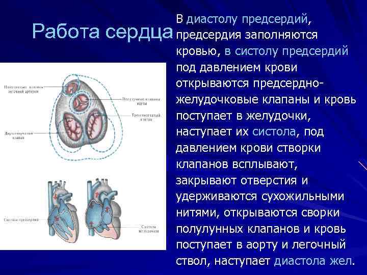 Работа сердца В диастолу предсердий, предсердия заполняются кровью, в систолу предсердий под давлением крови