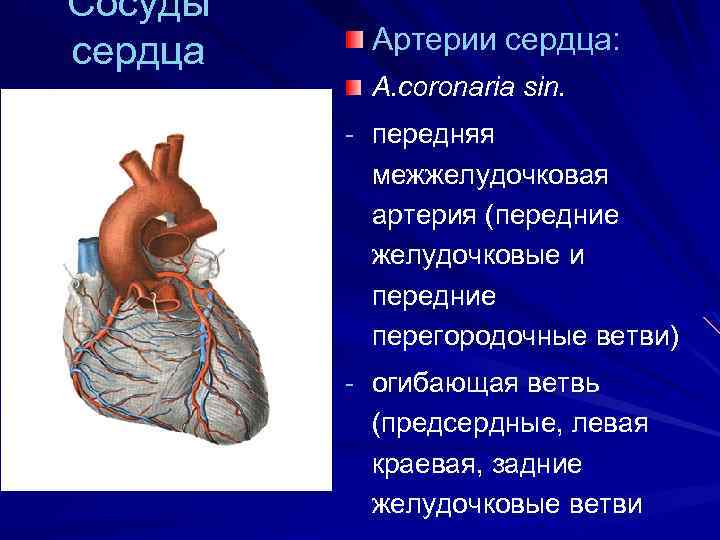 Сосуды сердца Артерии сердца: A. coronaria sin. - передняя межжелудочковая артерия (передние желудочковые и