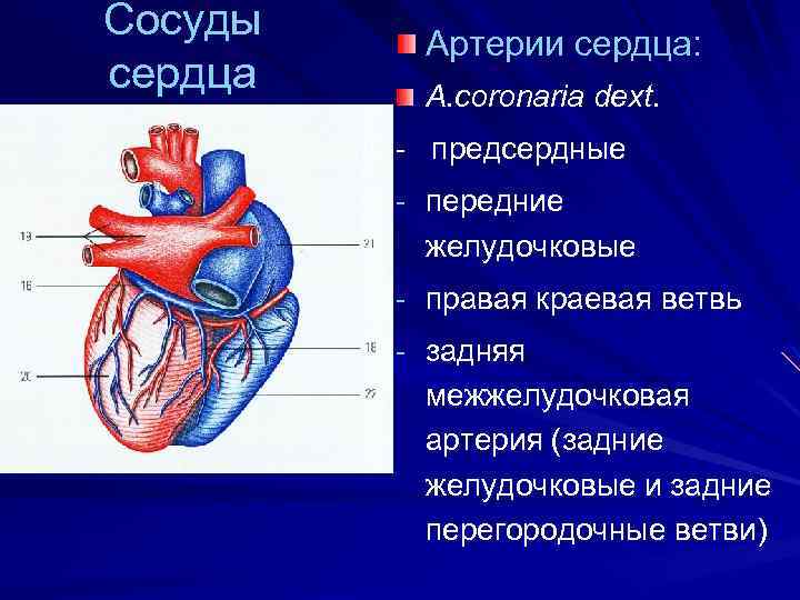 Сосуды сердца Артерии сердца: A. coronaria dext. - предсердные - передние желудочковые - правая