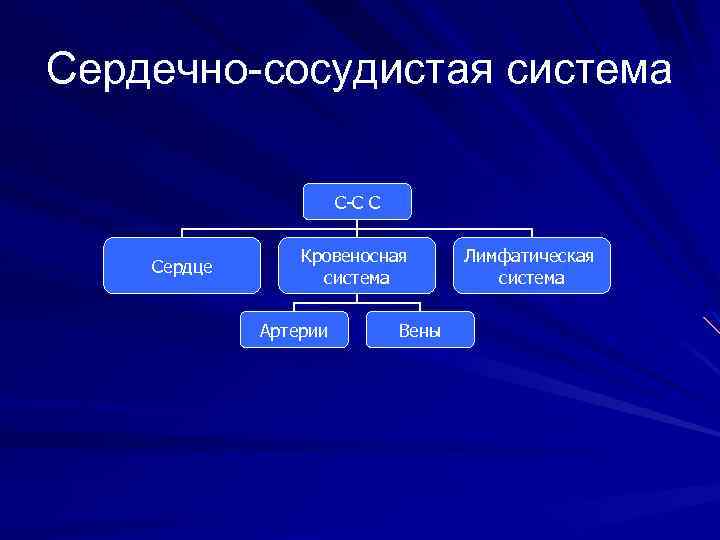 Сердечно-сосудистая система С-С С Сердце Кровеносная система Артерии Вены Лимфатическая система 