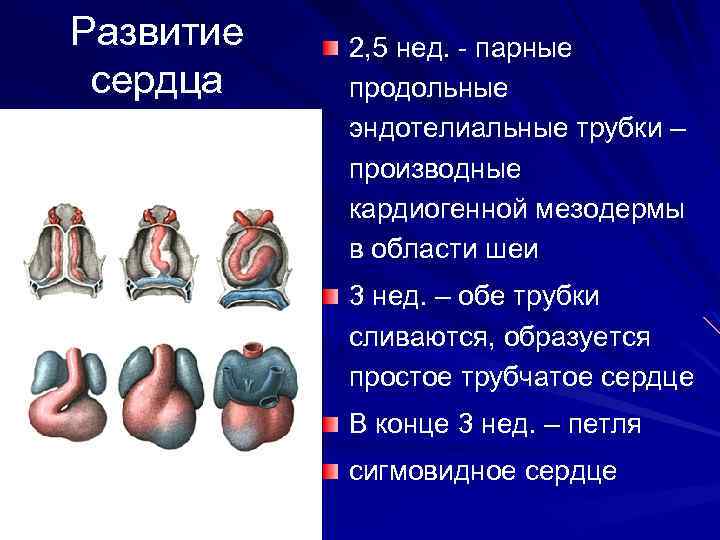 Развитие сердца 2, 5 нед. - парные продольные эндотелиальные трубки – производные кардиогенной мезодермы