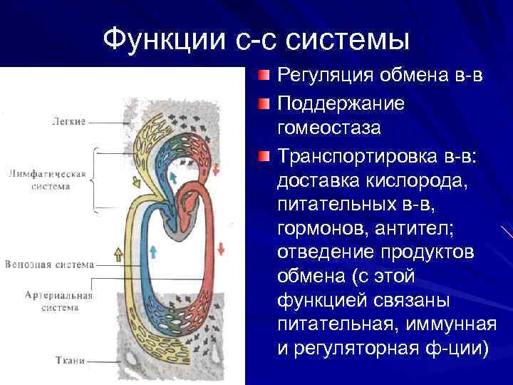 Функции с-с системы Регуляция обмена в-в Поддержание гомеостаза Транспортировка в-в: доставка кислорода, питательных в-в,