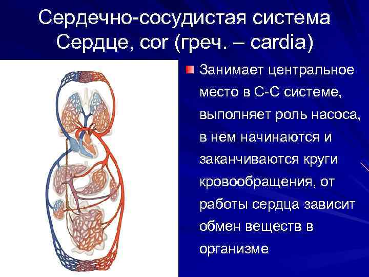 Сердечно-сосудистая система Сердце, cor (греч. – cardia) Занимает центральное место в С-С системе, выполняет