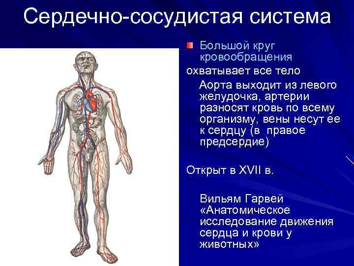Сердечно-сосудистая система Большой круг кровообращения охватывает все тело Аорта выходит из левого желудочка, артерии