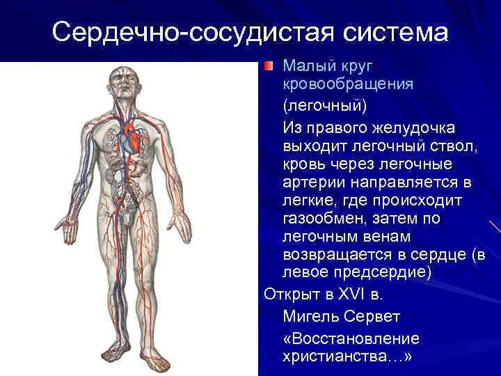 Сердечно-сосудистая система Малый круг кровообращения (легочный) Из правого желудочка выходит легочный ствол, кровь через