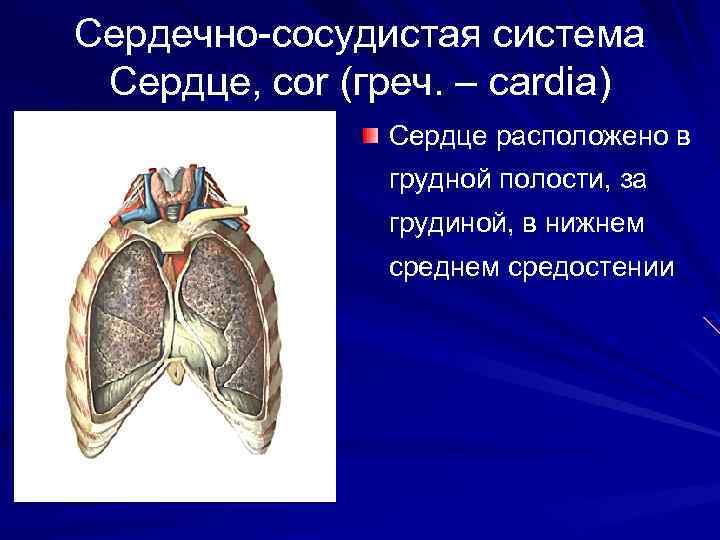 Сердечно-сосудистая система Сердце, cor (греч. – cardia) Сердце расположено в грудной полости, за грудиной,