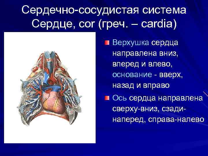 Сердечно-сосудистая система Сердце, cor (греч. – cardia) Верхушка сердца направлена вниз, вперед и влево,