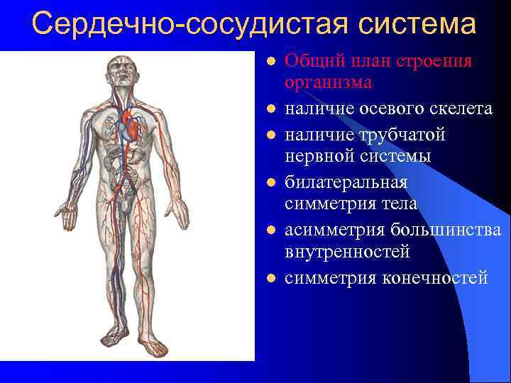 Сердечно-сосудистая система l l l Общий план строения организма наличие осевого скелета наличие трубчатой