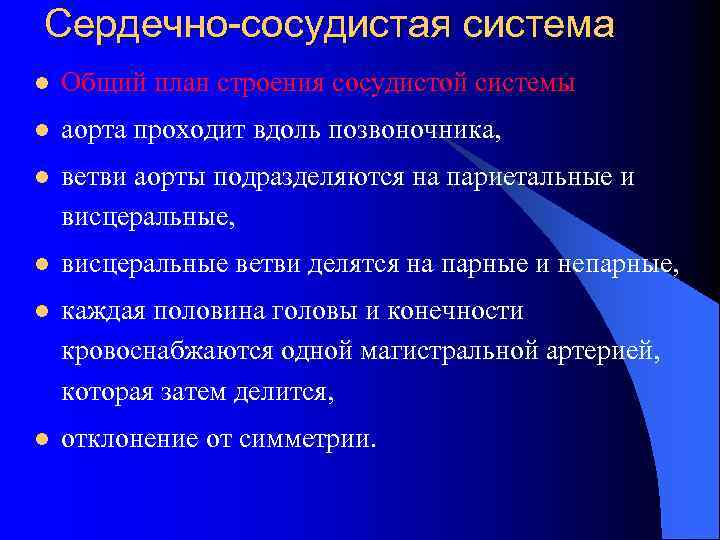 Сердечно-сосудистая система l Общий план строения сосудистой системы l аорта проходит вдоль позвоночника, l