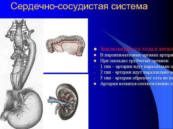 Сердечно-сосудистая система l Закономерности хода и ветвле l В паренхиматозных органах артери При закладке