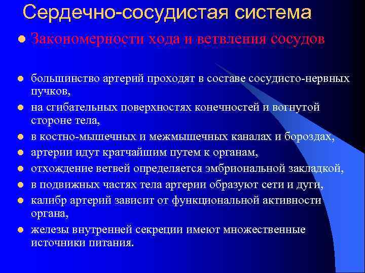 Сердечно-сосудистая система l Закономерности хода и ветвления сосудов l большинство артерий проходят в составе