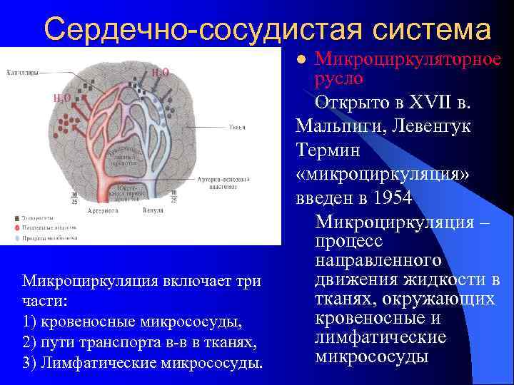 Сердечно-сосудистая система Микроциркуляторное русло Открыто в XVII в. Мальпиги, Левенгук Термин «микроциркуляция» введен в