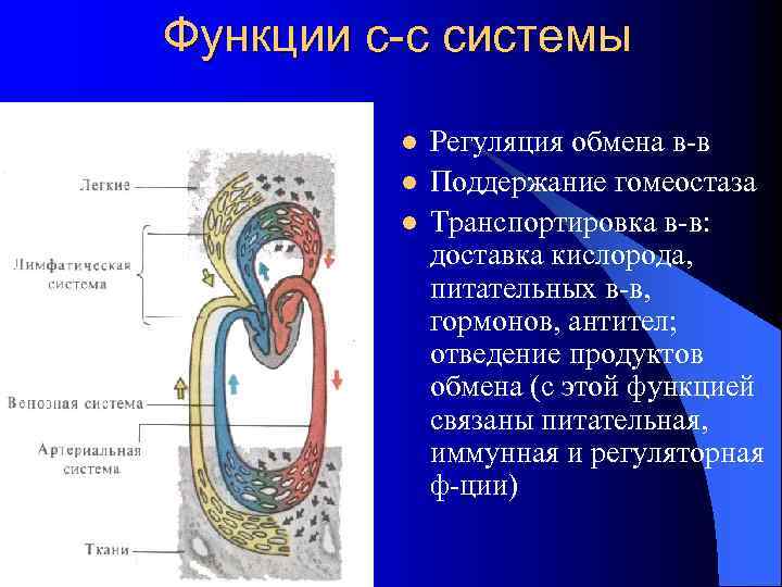 Функции с-с системы l l l Регуляция обмена в-в Поддержание гомеостаза Транспортировка в-в: доставка