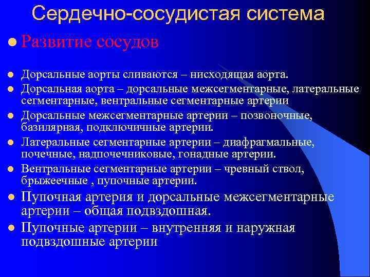 Сердечно-сосудистая система l Развитие l l l l сосудов Дорсальные аорты сливаются – нисходящая