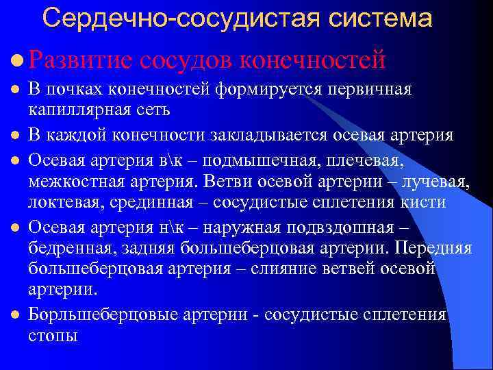 Сердечно-сосудистая система l Развитие сосудов конечностей l l l В почках конечностей формируется первичная