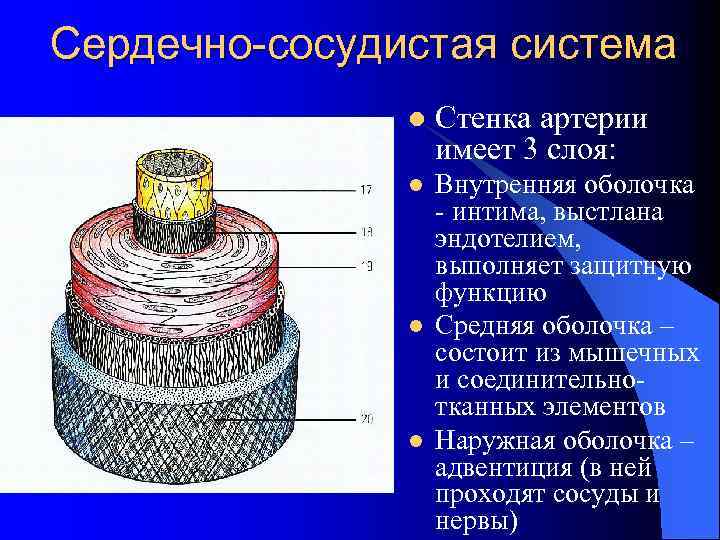 Сердечно-сосудистая система l Стенка артерии имеет 3 слоя: l Внутренняя оболочка - интима, выстлана