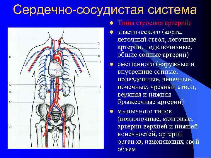 Сердечно-сосудистая система l l Типы строения артерий: эластического (аорта, легочный ствол, легочные артерии, подключичные,